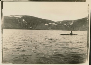 Image of Polar bear in the water near kayaker